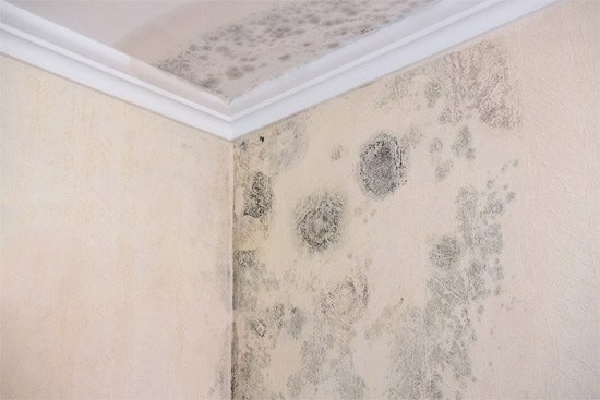 property needing mold remediation cleanup in Alpharetta Ga