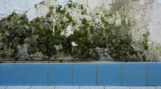 Mold resulting from bathroom flood