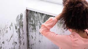 Black mold and mildew grow in porous material and moist conditions