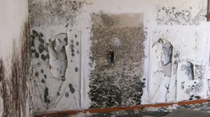 Black mold damage health hazard mold mitigation restoration Alpharetta Georgia