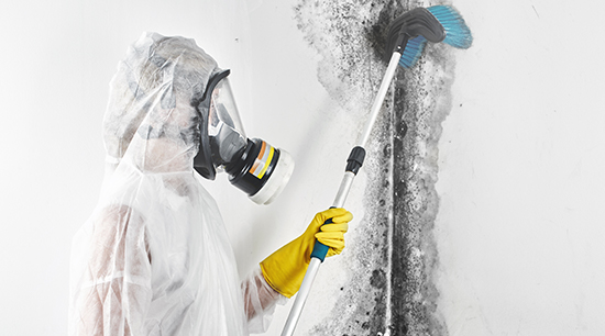 Trained technician using personal protective equipment removing black mold