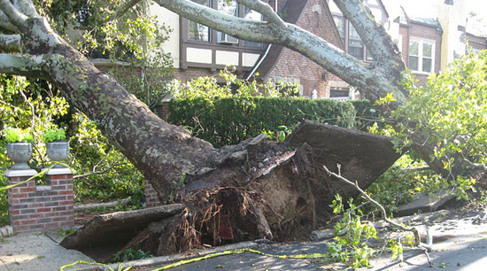Emergency tree removal damage in Alpharetta Ga