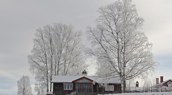 Exterior winter safety tips prune trees