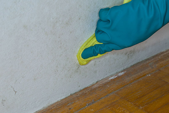 mildew removal service by a certified mildew treatment technician in Alpharetta Ga