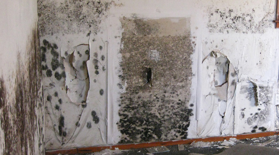 How to Tackle Mold After Water Damage