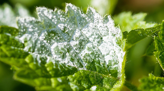 A dehumidifier will not stop mold