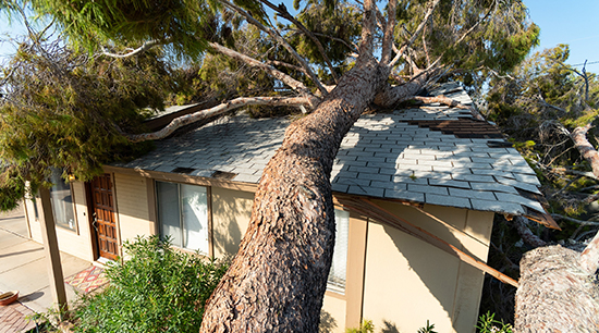Structural damage to a home can occur by a falling tree